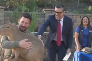 Animal rescues at SeaWorld San Diego