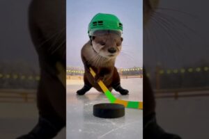 Animals Playing Hockey Fun Match