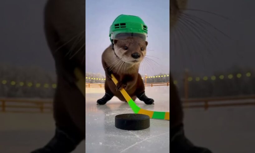 Animals Playing Hockey Fun Match
