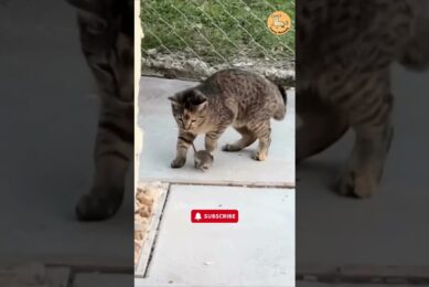 Animals Playing Together  Cat and Mouse #cuteanimals