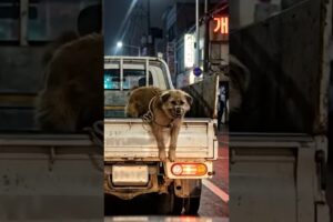 Another Dog Escapes From Korean Meat Truck! #rescue #dog #shocking