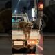 Another Dog Escapes From Korean Meat Truck! #rescue #dog #shocking