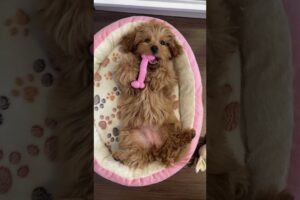 Are These The Cutest Puppies? #puppies #cutedog #shorts #dog