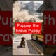 BRAVE PUPPSY| 🐶 #viral #puppy #rescue #shorts #animals #puppylove #funny #puppsy