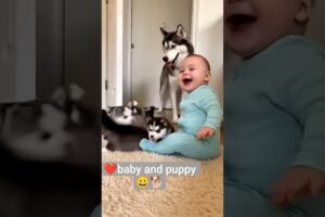 Baby Laughing with Cute Puppies 🐶👶 | Too Cute to Handle 😂❤️baby andpuppy#funnypuppy #funnyshorts