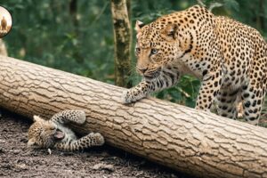 Baby Leopard Trapped Under a Giant Tree — A Shocking Animal Rescue #135