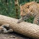 Baby Leopard Trapped Under a Giant Tree — A Shocking Animal Rescue #135