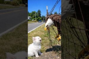 Bald Eagle in Trouble — One Act of Kindness Saved Her#shorts #animalrescue #cat