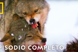 Batalla de los Animales Más Fuertes | Noche De Pelea Animal | Nat Geo en Español