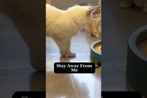 Beautiful Fight Between Kitten And Her Mum | Beautiful Cats | Humpty Hobbies