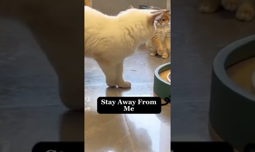 Beautiful Fight Between Kitten And Her Mum | Beautiful Cats | Humpty Hobbies