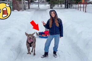 Best Fails of The Week 😂 Try Not to Laugh Challenge | Laughing Nonstop