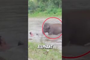 Beyond Human: 2026's Wildest Animal Rescues You HAVE to See