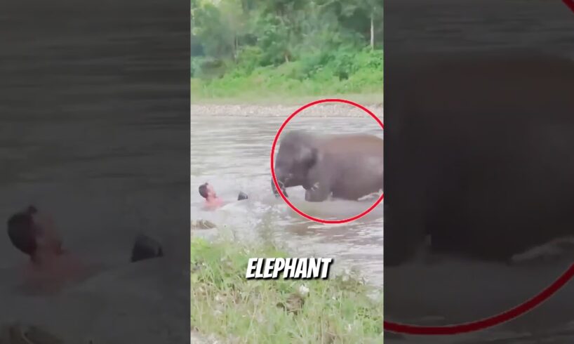 Beyond Human: 2026's Wildest Animal Rescues You HAVE to See
