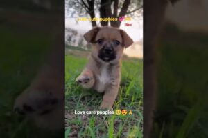 Bezooba Puppies Need Love & Care 💕 | Love & Care Cute Puppies 🐾 🐶❤️ #shortfeed #shorts #puppy #love