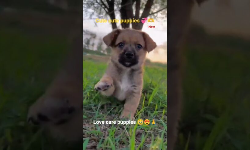 Bezooba Puppies Need Love & Care 💕 | Love & Care Cute Puppies 🐾 🐶❤️ #shortfeed #shorts #puppy #love