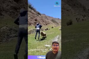 Bheda sanga joginne upaye esto po rahixa #trending #agriculture #farming #sheep #fighting #animals