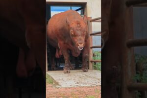 Big Bull not scary💀#art #shark#ihavethisthingwithplants #comedyjokes#facts#animals #shorts#art#facts