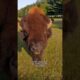 Bison vs Buffalo #animals #coolanimals #animalfacts