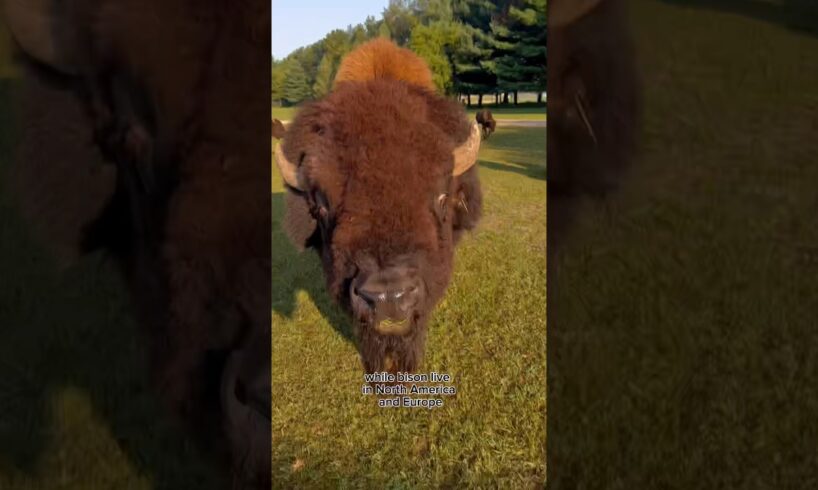 Bison vs Buffalo #animals #coolanimals #animalfacts