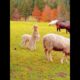 Bouncing Baby Goat  The Cutest Little Jumper! 🐑💃💖 #cutefarmanimal #funny #cute