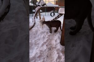 Braige and Leffer are playing) Grandpa came to visit us! #animals #braige #cat #dog #cute