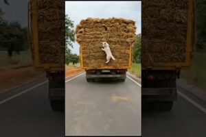 Brave Dog Stops Truck, Driver Frees Pup from Rope  #animalrescue #dog #goldenretriever #rescue