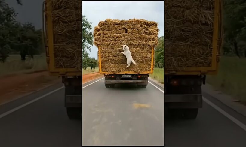 Brave Dog Stops Truck, Driver Frees Pup from Rope  #animalrescue #dog #goldenretriever #rescue