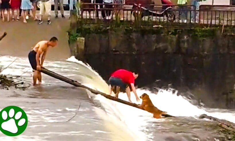Brave Men Rescue Dog From Rushing River