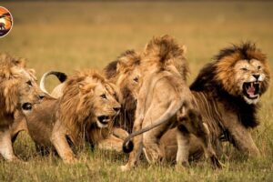 Brutal Lion Fights for Dominance in the Wild | Animal Documentary
