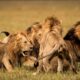 Brutal Lion Fights for Dominance in the Wild | Animal Documentary