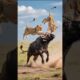 Buffalo Father’s Fury: Lion Flies for Attacking His Calf! #buffaloattacks #lionattacks #gohunt
