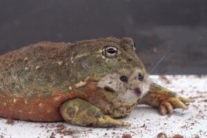 BullFrog Eats A Hamster - Warning Live Feeding