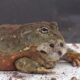 BullFrog Eats A Hamster - Warning Live Feeding