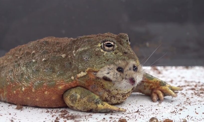 BullFrog Eats A Hamster - Warning Live Feeding