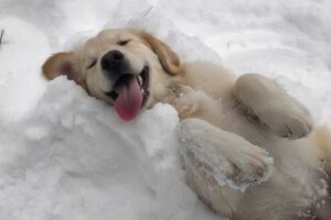 CUTE PUPPIES Can’t Hold Back Their Emotions When See Snow for the First Time 🐶❄️