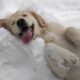 CUTE PUPPIES Can’t Hold Back Their Emotions When See Snow for the First Time 🐶❄️