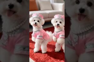 CUTE PUPPIES DANCE 😍🐶 #puppies #puppydance