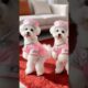 CUTE PUPPIES DANCE 😍🐶 #puppies #puppydance