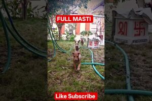 😂♥️CUTE PUPPIES FULL MASTI♥️😂#shorts #shortsfeed #trending #puppy #dog #animals#life#cute