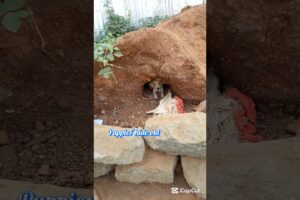 CUTE PUPPIES HIDE-OUT#nature #pets #dog #puppy #shorts #animals