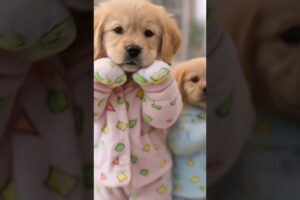 CUTE PUPPIES 🐶❤️ #puppy #puppyvideos