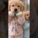 CUTE PUPPIES 🐶❤️ #puppy #puppyvideos