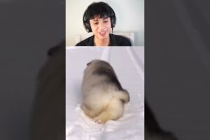 CUTEST PUPPIES EVER! #animals