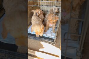 CUTEST PUPPIES EVER 🤩🤩🤩 #short #goldendoodle #goldenretriever #cute #cutedog