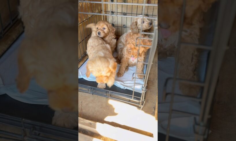 CUTEST PUPPIES EVER 🤩🤩🤩 #short #goldendoodle #goldenretriever #cute #cutedog