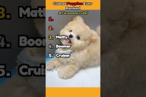 CUTEST PUPPIES EVER — Ranked😭