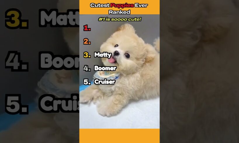 CUTEST PUPPIES EVER — Ranked😭