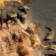 Cape Buffalo vs Lion: Strongest Alliance in The African savanna | Animal Fight