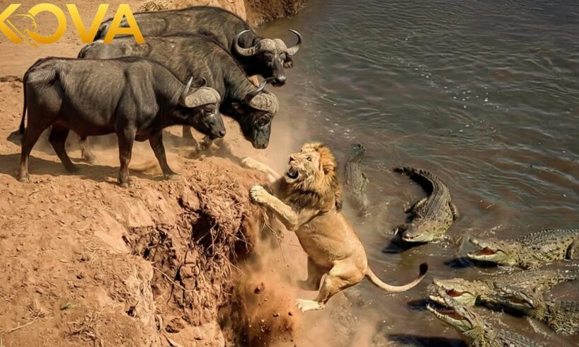 Cape Buffalo vs Lion: Strongest Alliance in The African savanna | Animal Fight